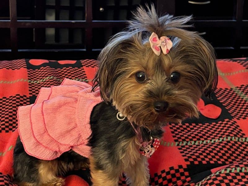 Minnie Mouse primary photo