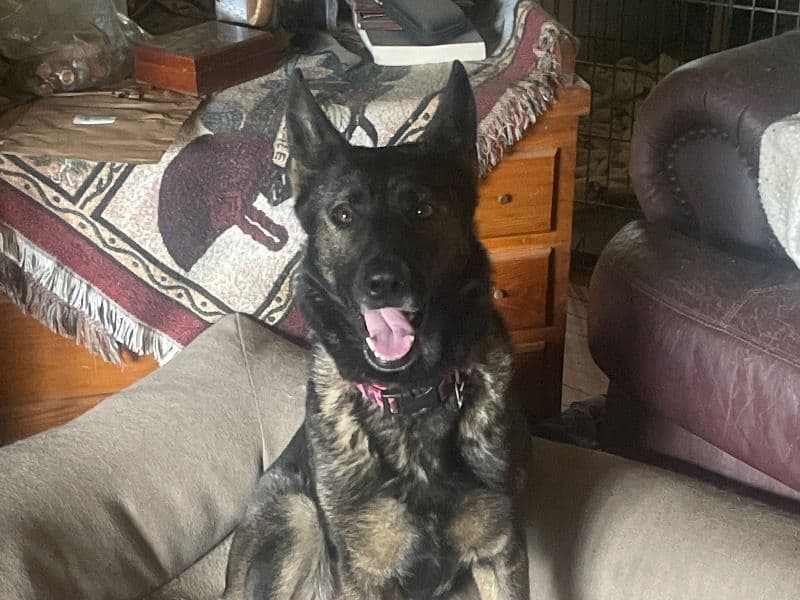 Czech German shepherd 4 years 7 months old female large named Natasha for breeding in Jefferson County, West Virginia | Petmeetly