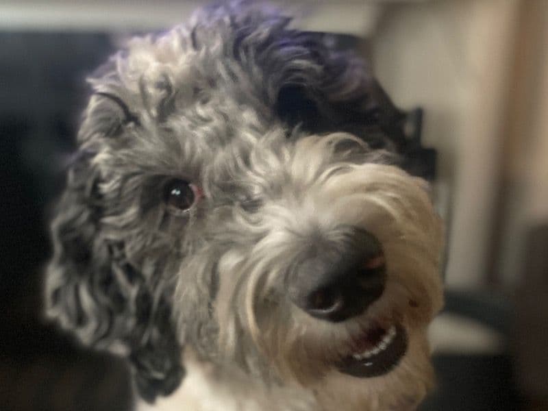 Labradoodle 3 years 8 months old male medium named Luca for breeding in San Bernardino County, California | Petmeetly