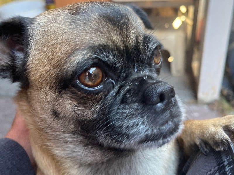Bella primary photo