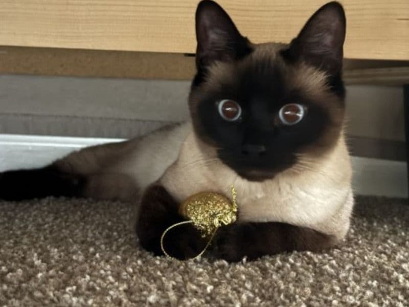 Siamese 2025 years old female named Bomie for breeding in 몽고메리 카운티, 앨라배마 | Petmeetly