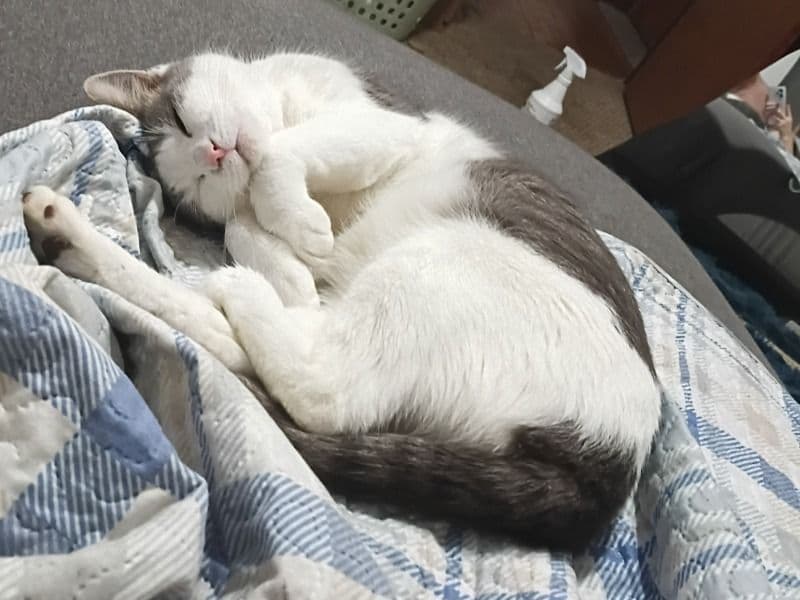 American Shorthair 2 years 4 months old female named Smokey for adoption in Lewis County, West Virginia | Petmeetly