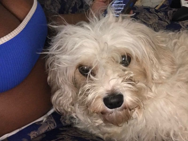 Maltipoo 3 years old male small named Simba for sale in Jefferson County, Kentucky | Petmeetly