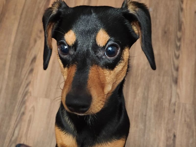 Bandit primary photo