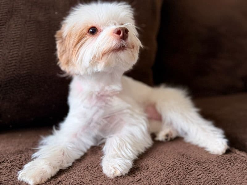 Yorkshire Terrier 3 years 6 months old female small named Coconut for breeding in Mesa County, Colorado | Petmeetly