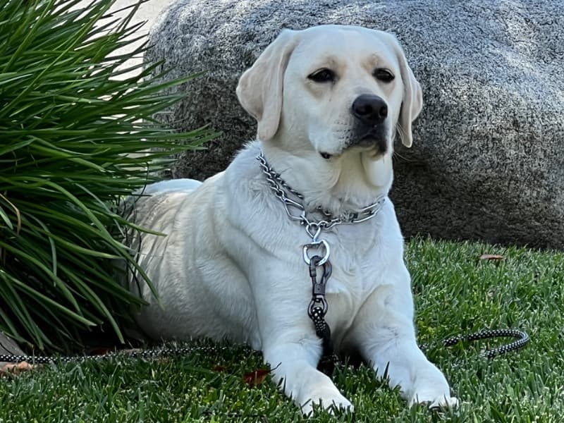 Labrador Retriever 4 years 8 months old female medium named Stella for breeding in Orange County, California | Petmeetly