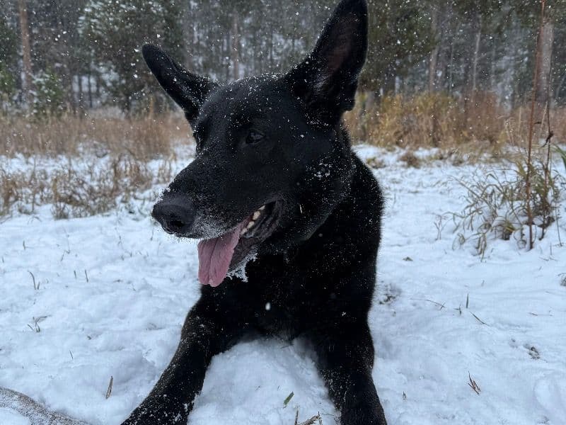 Black German Shepherd 6 years 1 month old male large named Akela for sale in Utah | Petmeetly