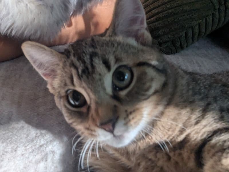 Cattuccino primary photo