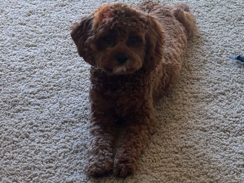 Cavapoo (Cavadoodle) 1 year 2 months old male small named Hutch for breeding in Kent County, Michigan | Petmeetly
