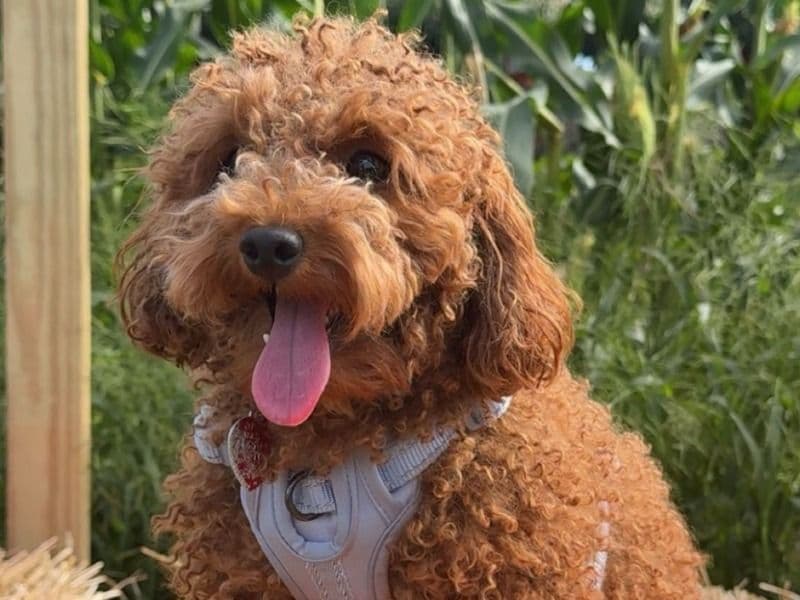 Miniature Poodle 1 year 10 months old female small named Hazel for breeding in Bronx County, New York | Petmeetly