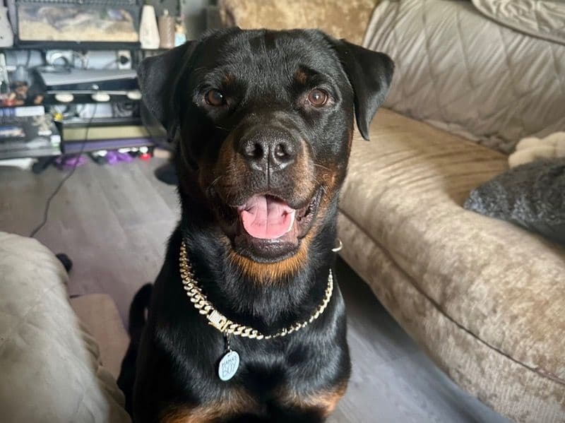 Rottweiler 1 year 4 months old male large named Hugo for breeding in Greater London, England | Petmeetly