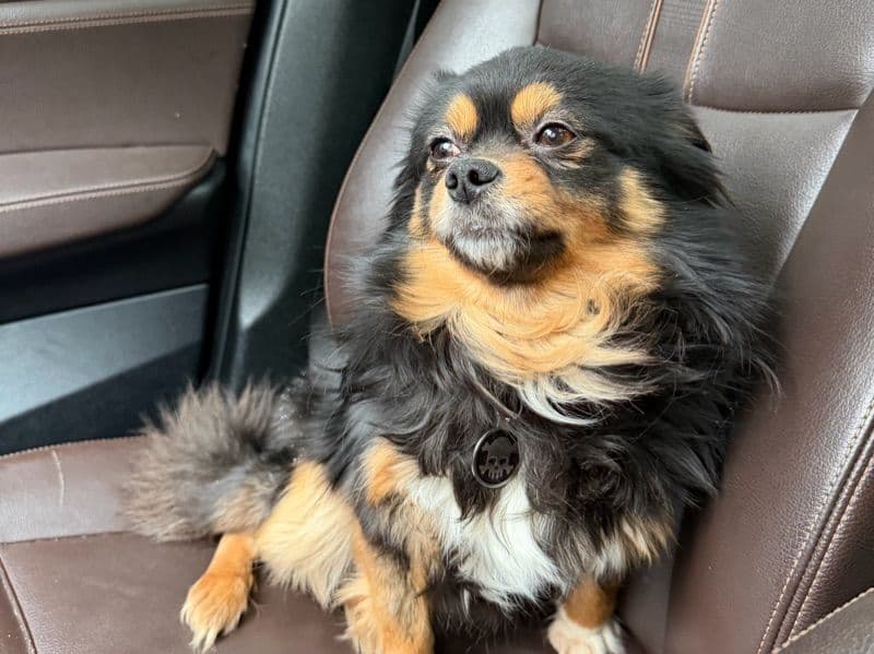 Pomeranian 6 years old male small named Bear for sale in Wayne County, Michigan | Petmeetly