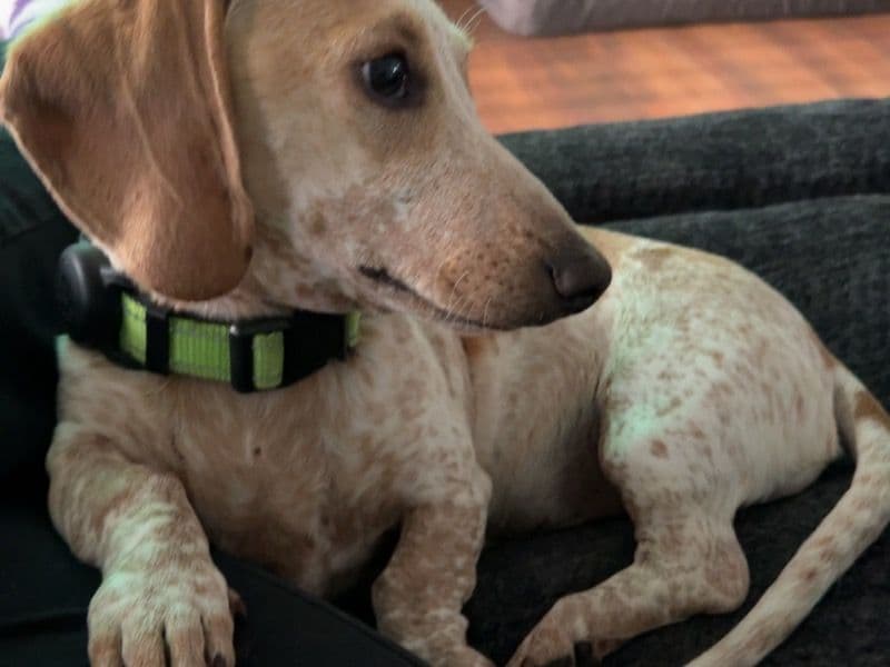 Dachshund 10 months old male small named Larry for breeding in York County, Pennsylvania | Petmeetly