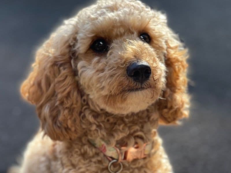 Ruby primary photo
