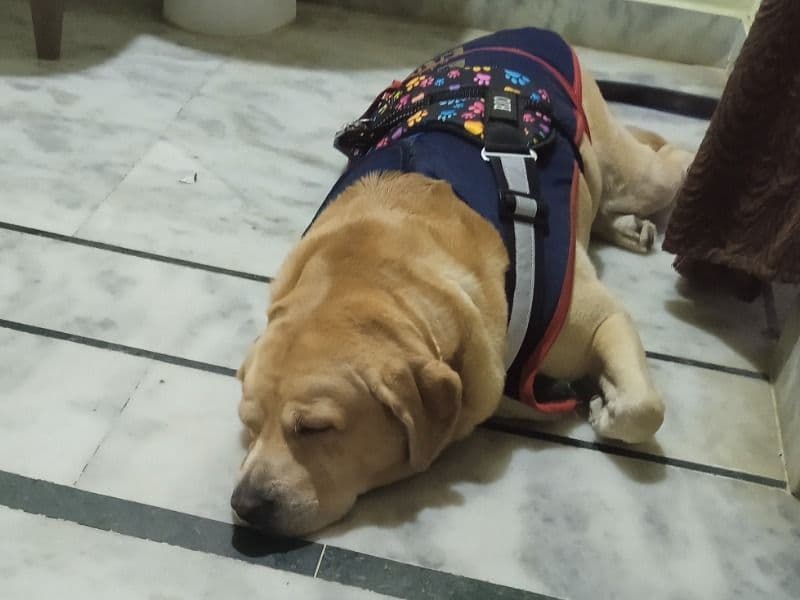 Labrador Retriever 3 years 6 months old male large named Rio for breeding in Secunderabad, Telangana | Petmeetly