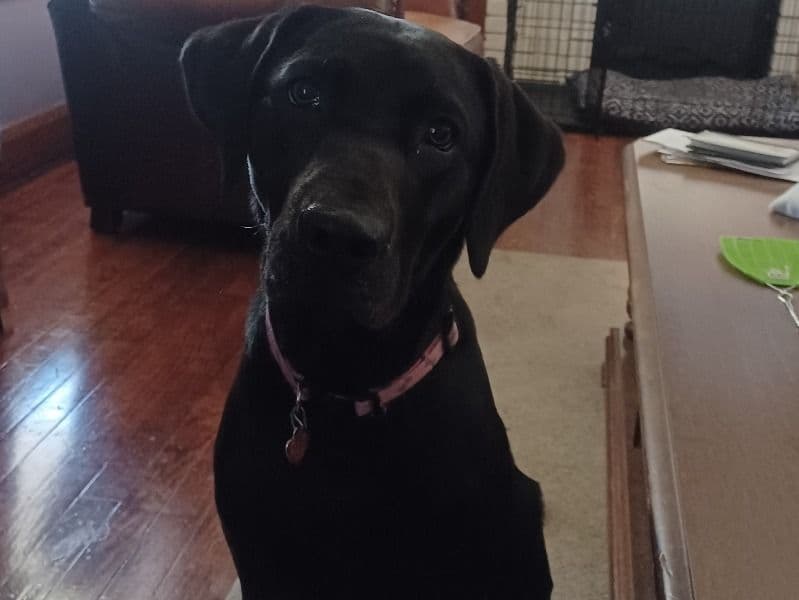 Bella primary photo