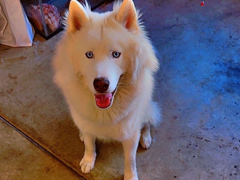 Siberian Husky 3 years old male large named Trouble for breeding in San Bernardino County, California | Petmeetly