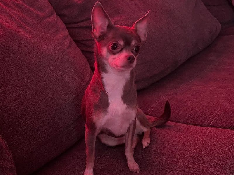 Chihuahua 2 years 10 months old female small named Bella for breeding in Franklin County, Ohio | Petmeetly