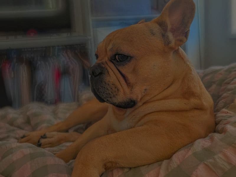 French Bulldog 2 years 1 month old male small named Buddha for breeding in City of Moreton Bay, Queensland | Petmeetly