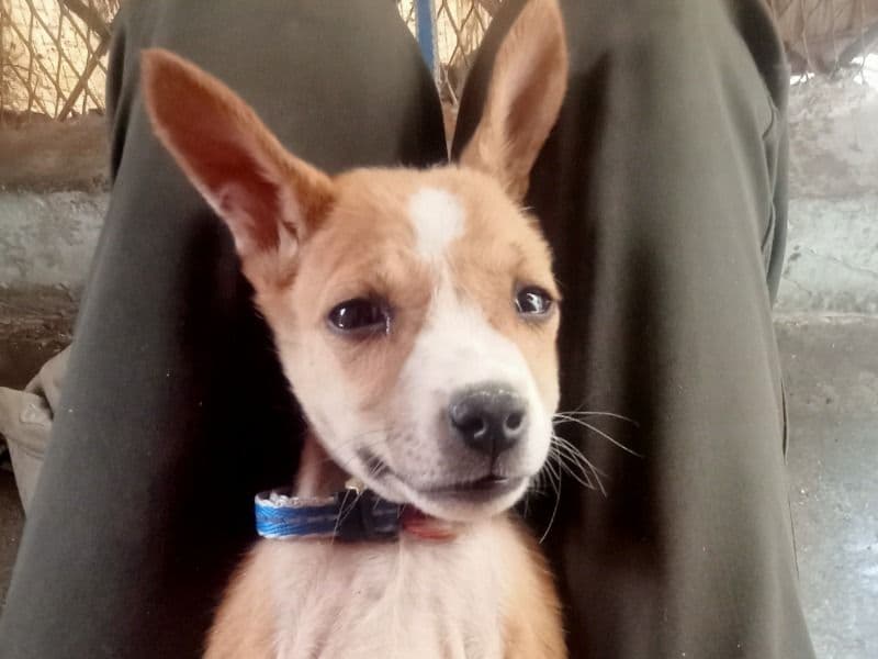 Small Munsterlander Pointer 11 months old female medium named Pari for breeding in Udaipur Division, Rajasthan | Petmeetly