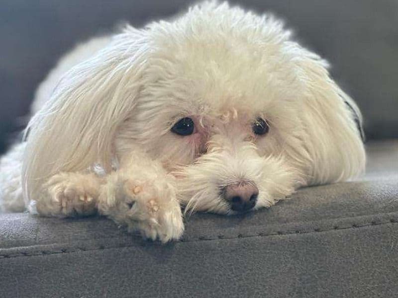 Maltipoo 3 years 6 months old female small named Ponyo for breeding in Essex County, New Jersey | Petmeetly
