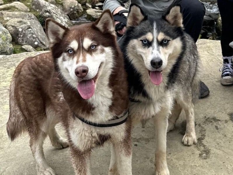 Siberian Husky 3 years 8 months old female large named Myla for breeding in Denbighshire, Wales | Petmeetly