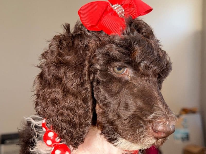 Standard Poodle 1 month old female large named Roastery for sale in Dallas County, Texas | Petmeetly