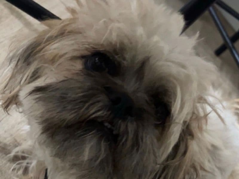 Peanut primary photo