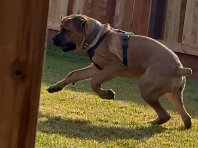 Cane Corso 4 months old male extra large named Frank for breeding in Sacramento County, California | Petmeetly