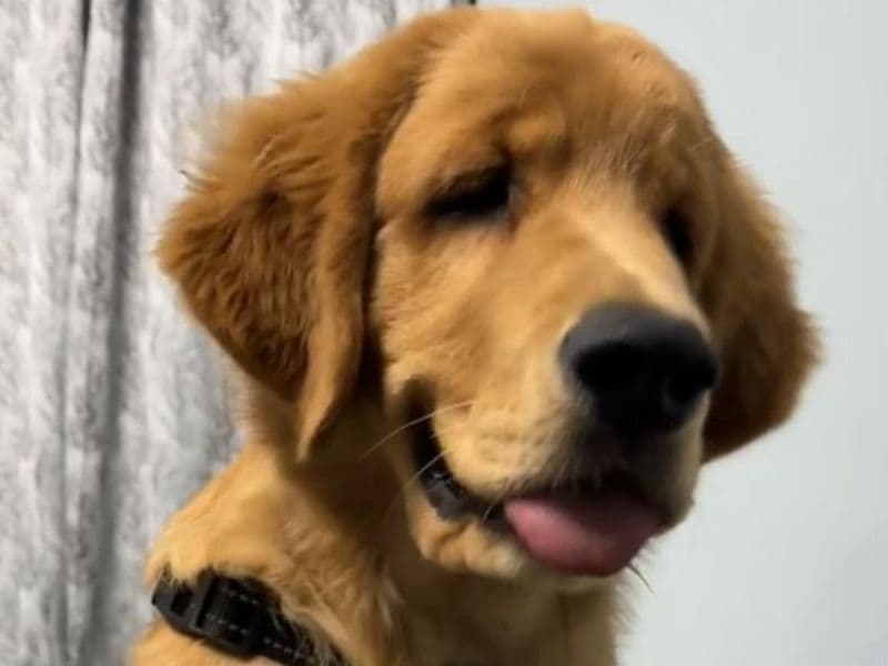 Golden Retriever 11 months old male medium named Taylor for breeding in Delhi Division, Delhi | Petmeetly