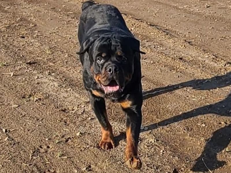 Rottweiler 1 year 10 months old male extra large named Creole for breeding in Erie County, Ohio | Petmeetly