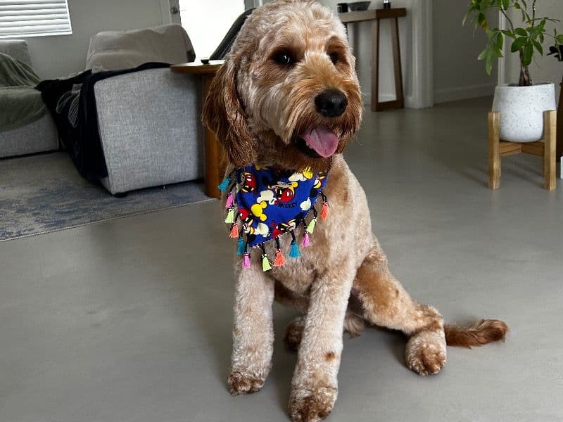 Goldendoodle 2 years 2 months old male medium named Marley for breeding in Broward County, Florida | Petmeetly