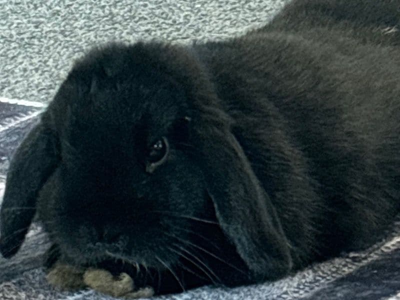 Holland Lop 1 year 7 months old male named Comet for sale in Victoria | Petmeetly