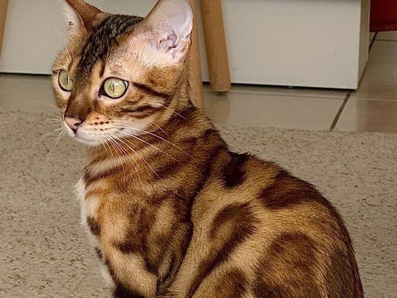 Bengal 1 year old female named Syra for breeding in Haute-Savoie, Auvergne-Rhône-Alpes | Petmeetly