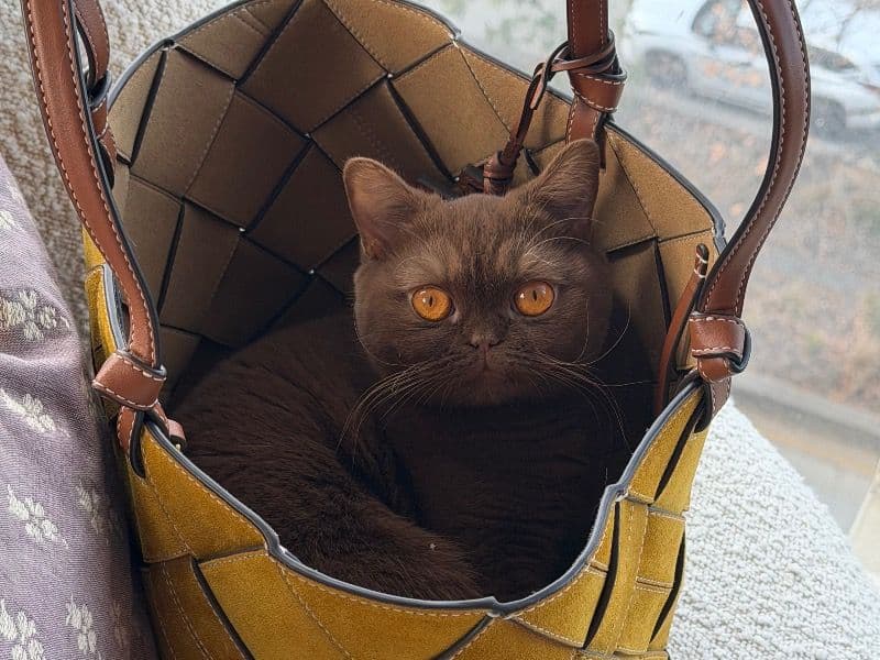 British Shorthair 1 year 4 months old female named Zazu for breeding in New York County, New York | Petmeetly