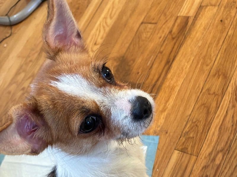 Yorkie Russell 2 years 11 months old female small named Cookie for breeding in Kings County, New York | Petmeetly