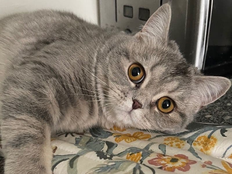 Suki primary photo