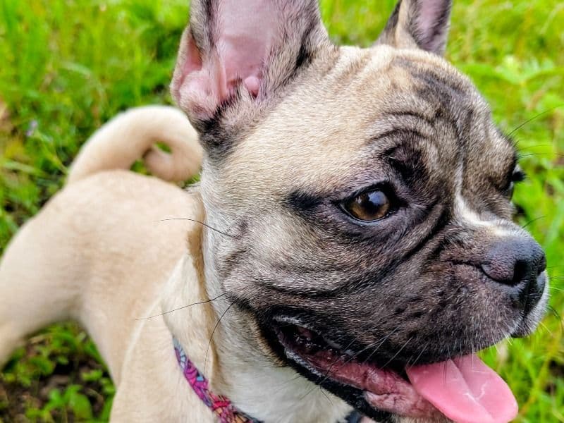 French Bulldog 1 year 7 months old female small named Wishky for breeding in Pune Division, Maharashtra | Petmeetly