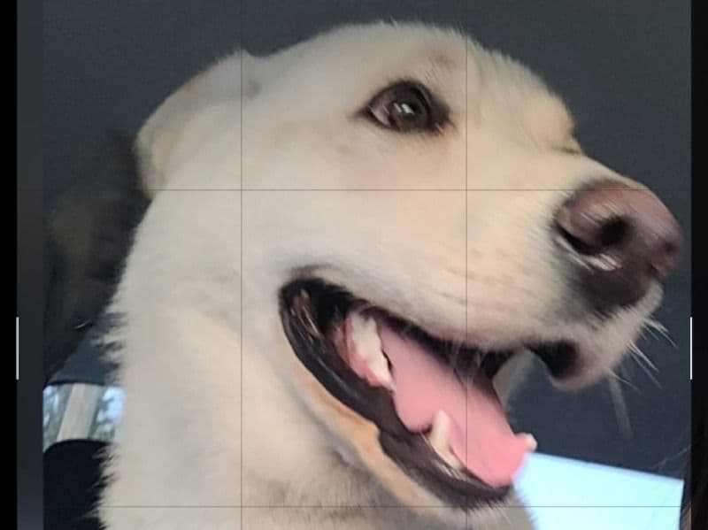 Alaskan Husky 1 year 3 months old male large named Mitus for adoption in Hendricks County, Indiana | Petmeetly