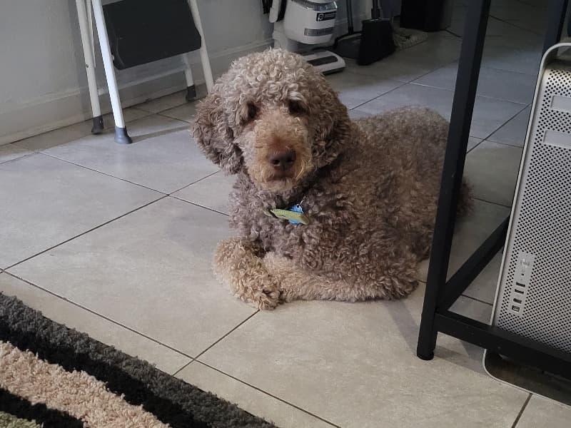 Teddy primary photo