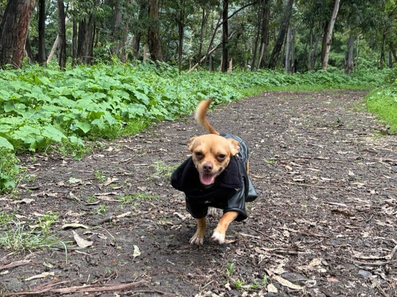 Chihuahua 2 years old male small named Haku for breeding in Mexico City | Petmeetly