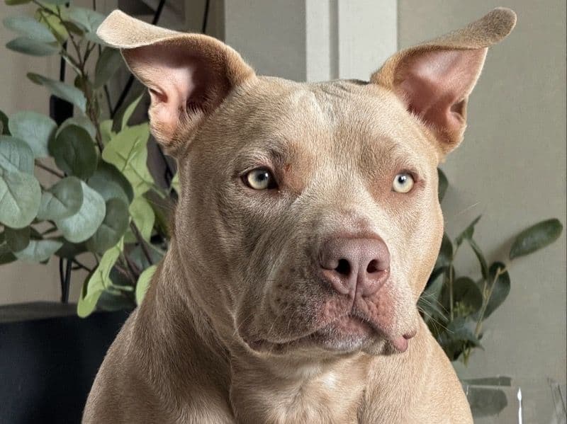 American Bully 2 years 3 months old female medium named Nala for sale in Derbyshire, England | Petmeetly