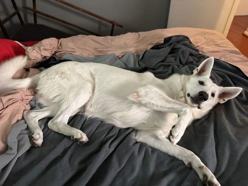 White German Shepherd 2 years 3 months old female extra large named Luna for breeding in San Mateo County, California | Petmeetly