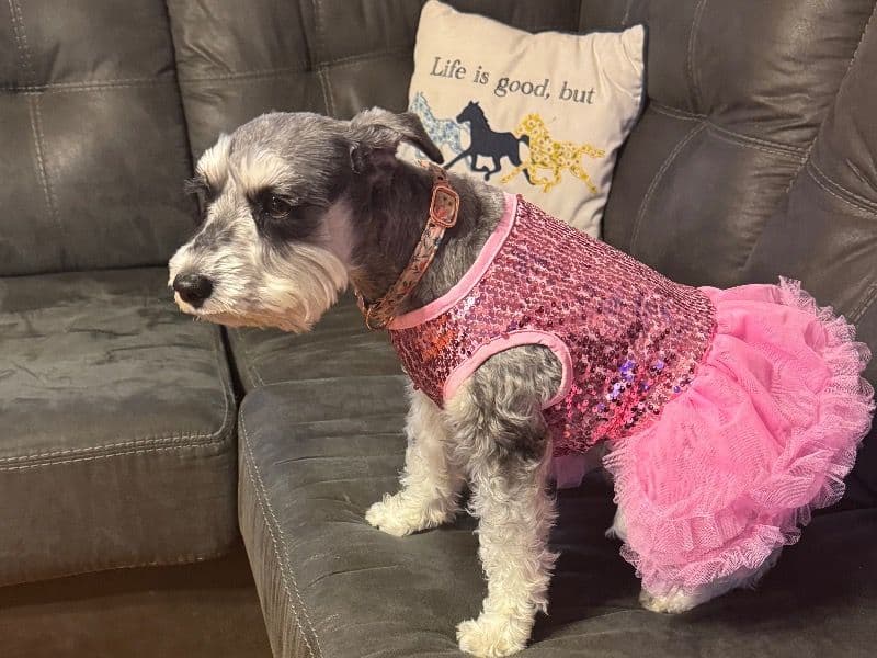 Miniature Schnauzer 3 years old female medium named Georgia for breeding in Robeson County, North Carolina | Petmeetly