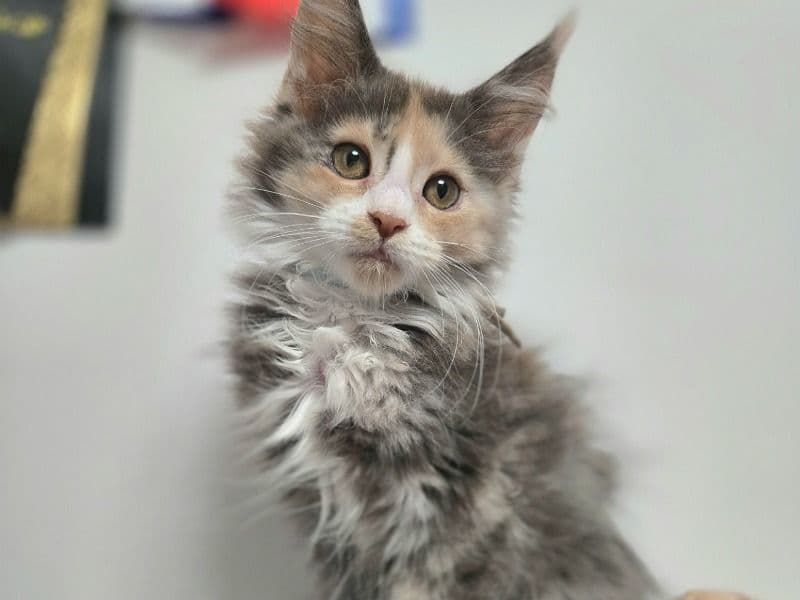 Maine Coon 4 months old female named Amaia for sale | Petmeetly