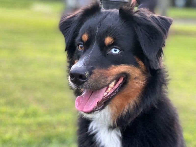 Toby primary photo