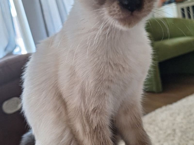Zoe primary photo