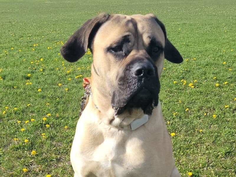 Gus primary photo