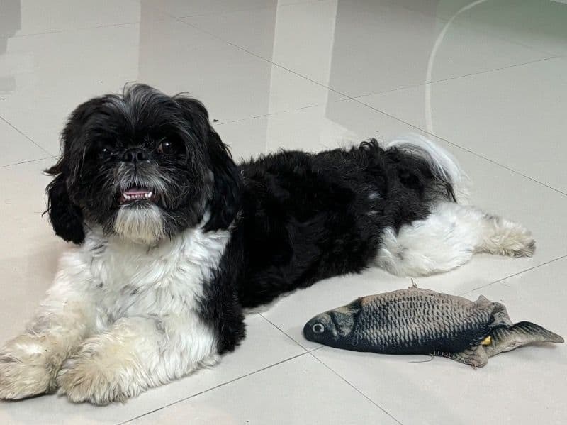 Shih Tzu 1 year 9 months old male small named Simba for breeding in Bangalore Division, Karnataka | Petmeetly