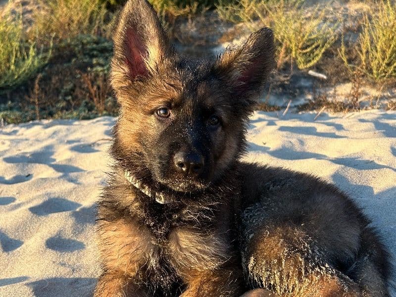 German Shepherd 9 months old male medium named Jet for adoption in Orange County, California | Petmeetly